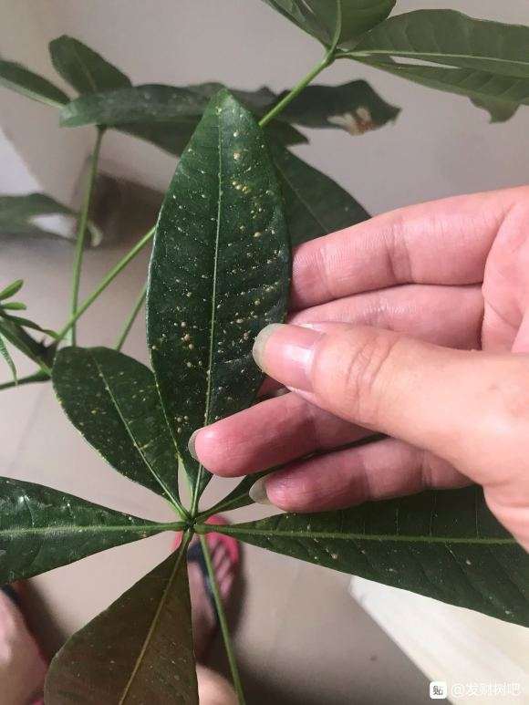 发财树叶子搓破 有液体 怎么办