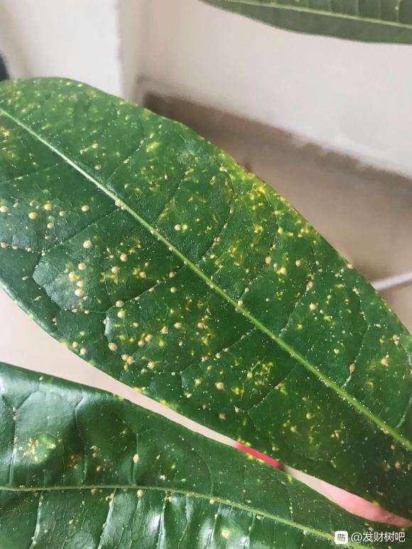 发财树叶子搓破 有液体 怎么办