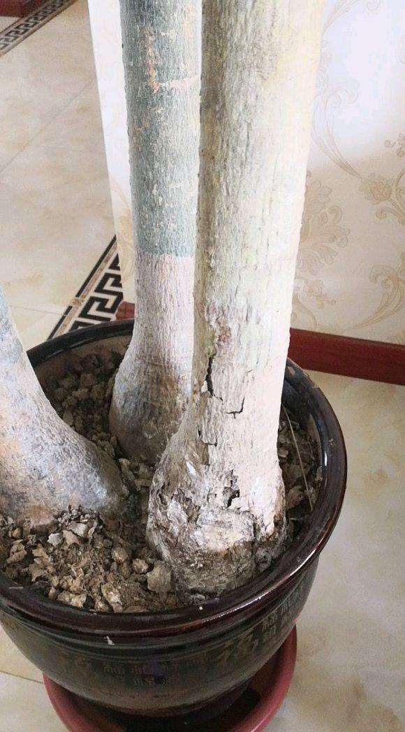 发财树的根部发软 洒了多菌灵