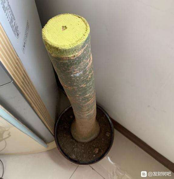 发财下山桩根部泡了多菌灵