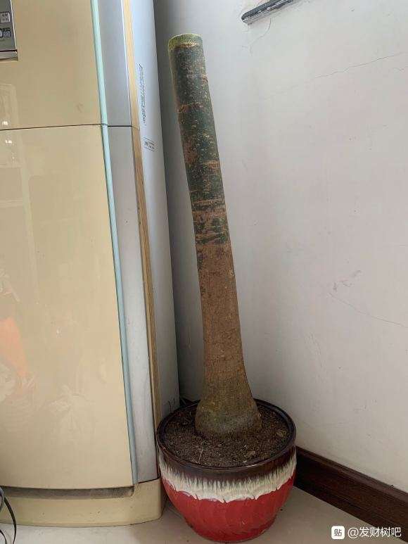 发财下山桩根部泡了多菌灵