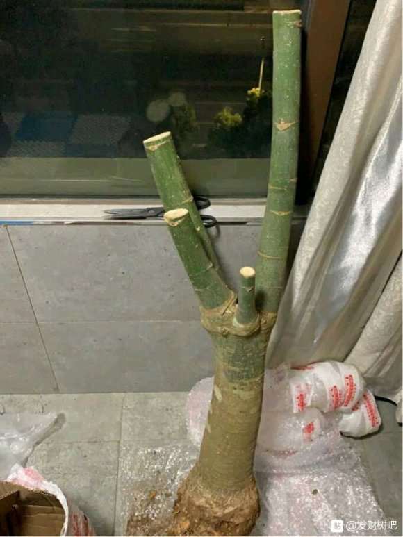 发财树下山桩 土看起来不透气吗