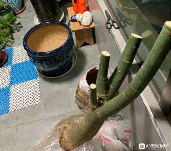 发财树下山桩 土看起来不透气吗