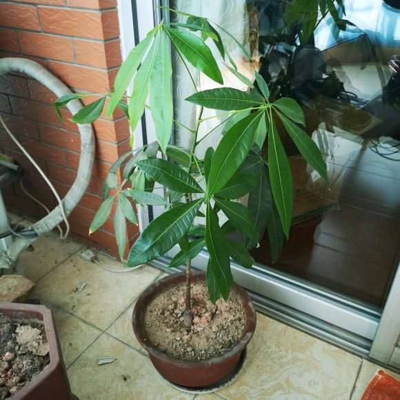发财树树干怎么粗壮的方法