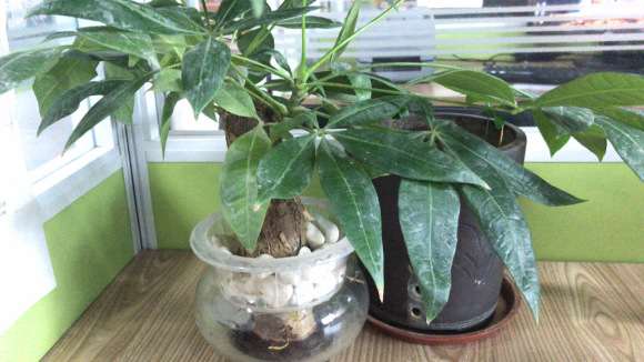 水培的发财树怎么移植到土培里面