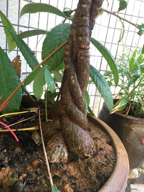 发财树的树干砍断后