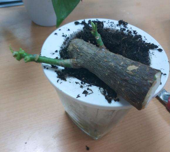 发财树烂根了 树干也烂了半截