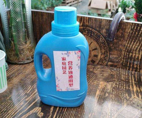 发财树使用营养液过后的效果