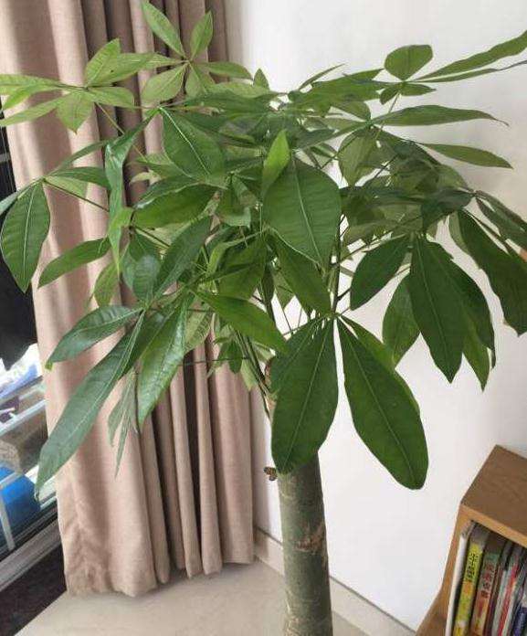 发财树新发的叶子长太大了