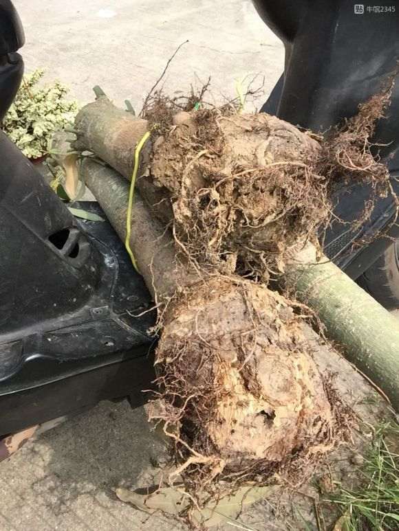 在花市买的发财树下山桩