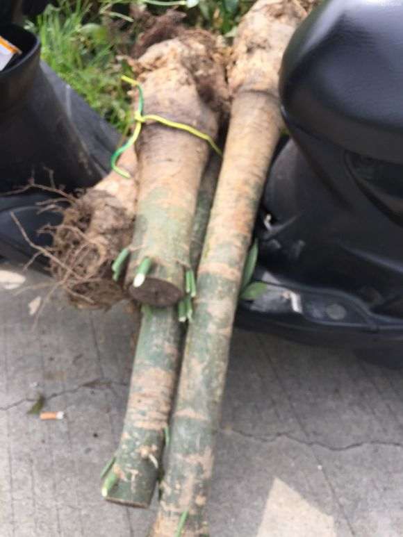 在花市买的发财树下山桩