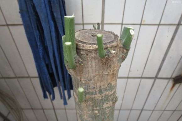 在花市买的发财树下山桩