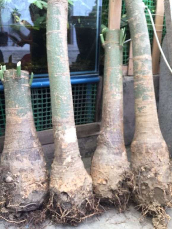 在花市买的发财树下山桩