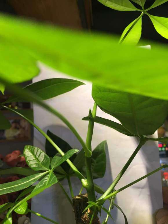 怎么样让发财树长枝条的方法