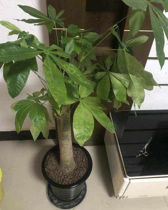 可惜发财树快死了 但树形挺好的