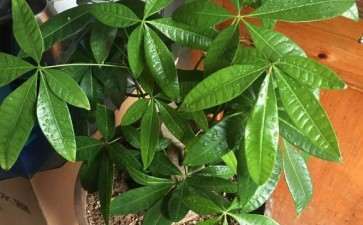 发财树怎么用土的方法 图片