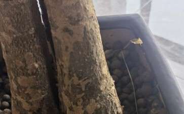 发财树是不是没救了 上次水浇多了