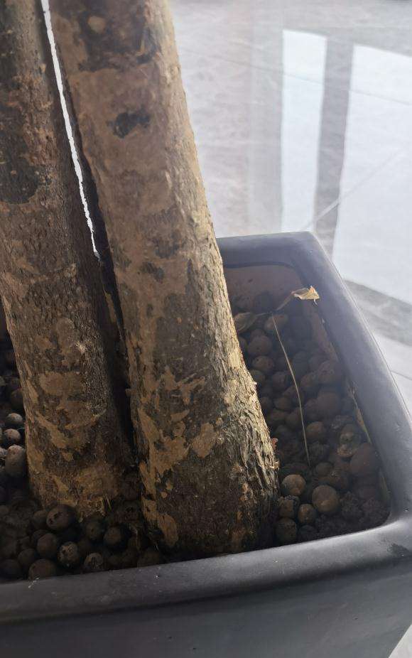 发财树是不是没救了 上次水浇多了