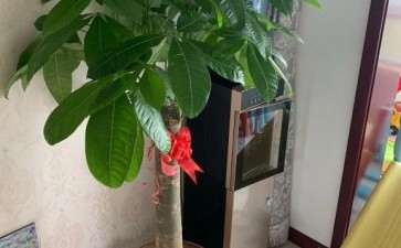 发财树叶子下面和根茎处吐水 怎么办