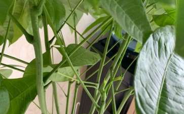 发财树自己怎么配土的方法 图片