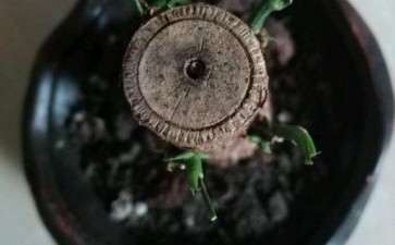 发财树多长时间能长成叶子 30天吗