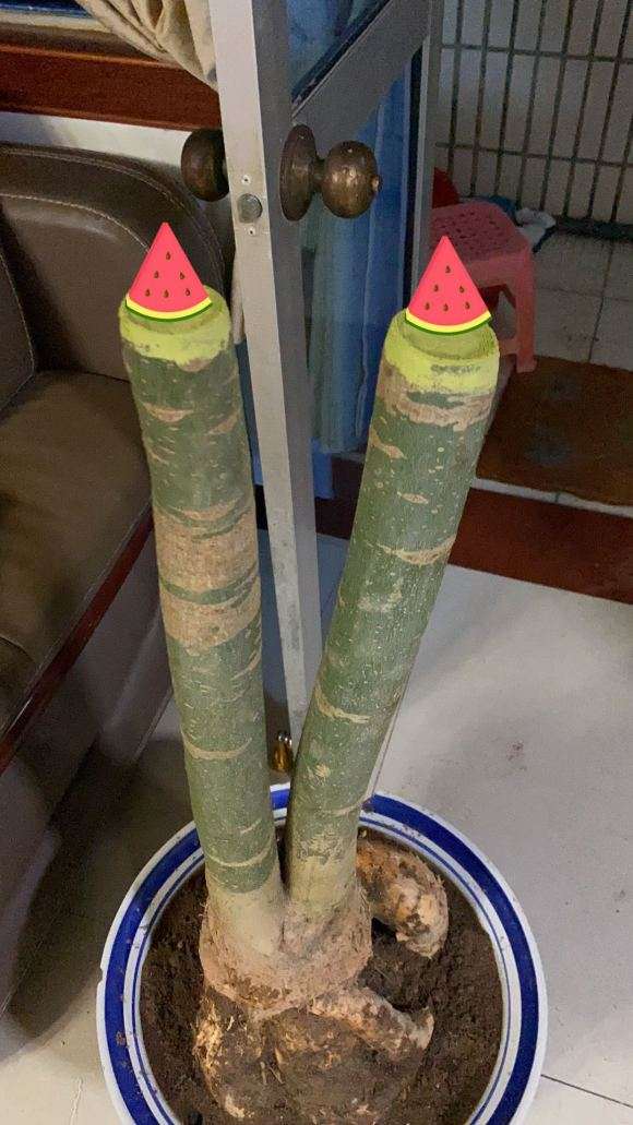 提根发财树 120元 双杆 贵吗 图片