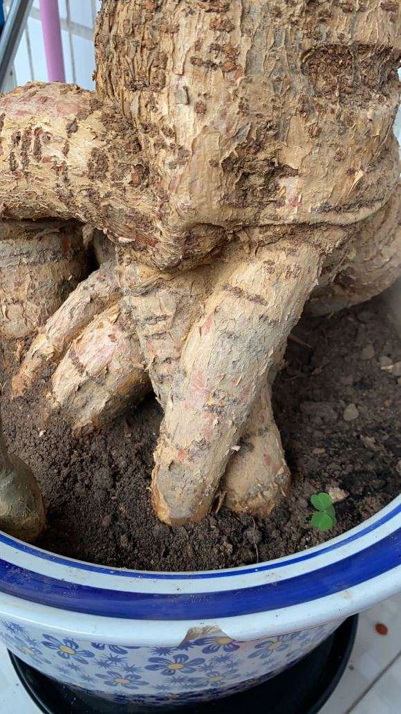 提根发财树 120元 双杆 贵吗 图片