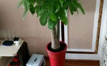 这棵发财树怎么样 两个叉正常吗 图片