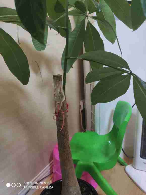 这个独杆发财树怎么办
