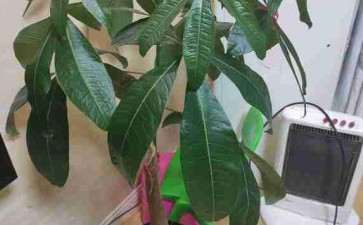 这个独杆发财树怎么办 1年也不发芽