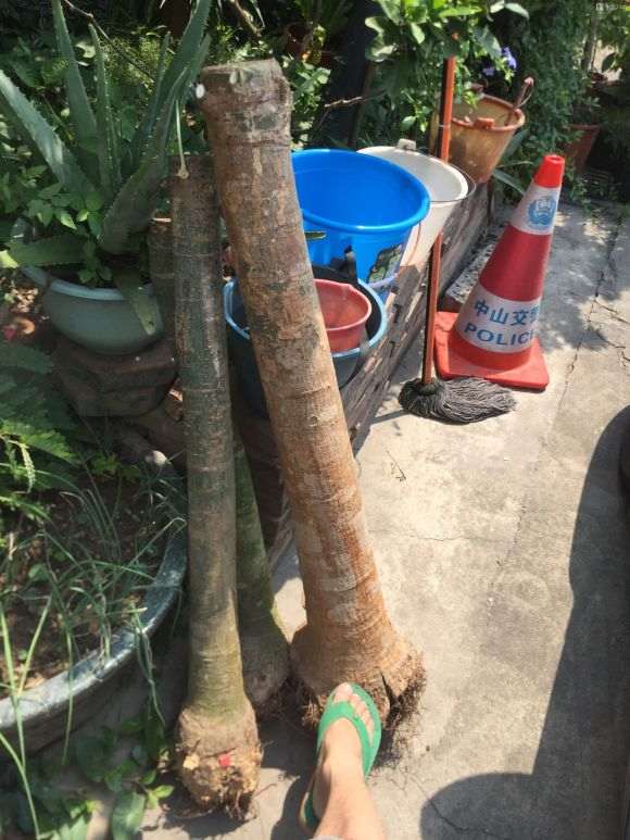 我的发财树用园土加煤渣
