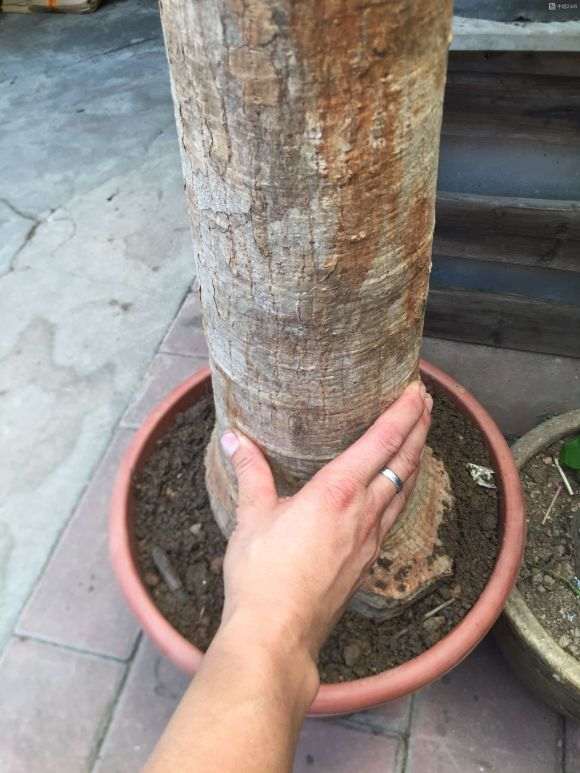 我的发财树用园土加煤渣