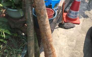 我的发财树用园土加煤渣 怎么样 图片