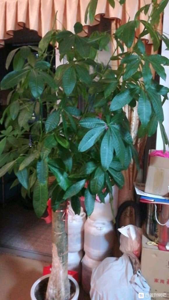 发财树茎从里面往外烂