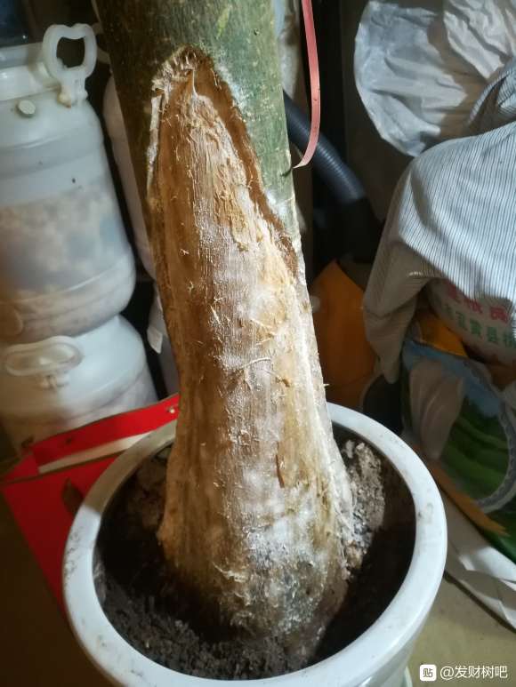 发财树茎从里面往外烂