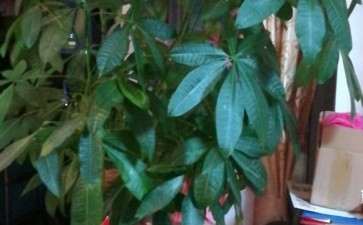 发财树茎从里面往外烂 怎么办 图片