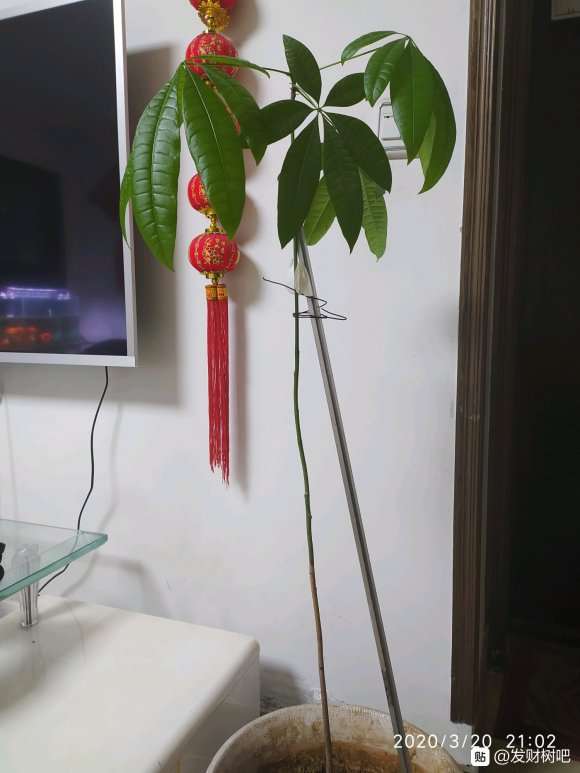 新进发财树小苗5年养成一棵大树