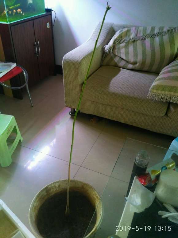 新进发财树小苗5年养成一棵大树