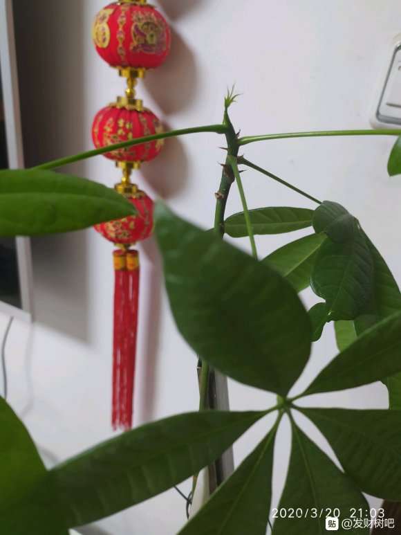 新进发财树小苗5年养成一棵大树