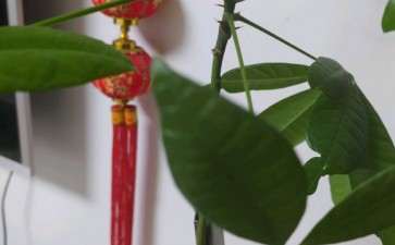 新进发财树小苗5年养成一棵大树 图片