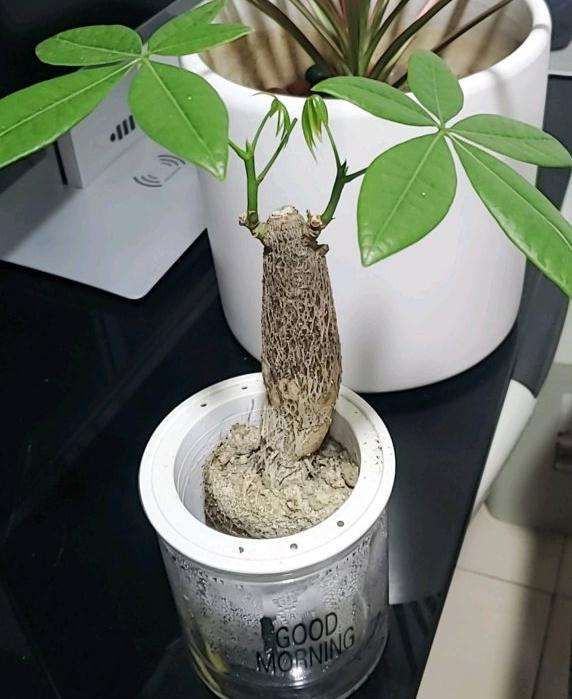 发财树怎么懒人盆自吸水的方法