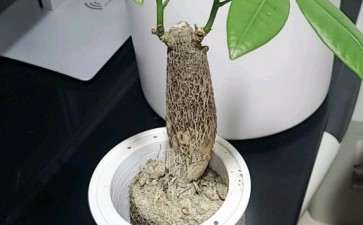 发财树怎么懒人盆自吸水的方法 图片