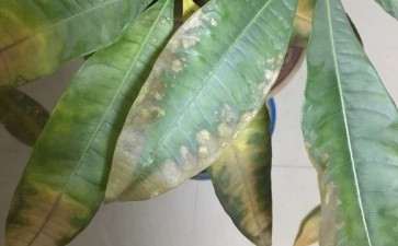 为什么发财树一直黄叶 一直掉 图片