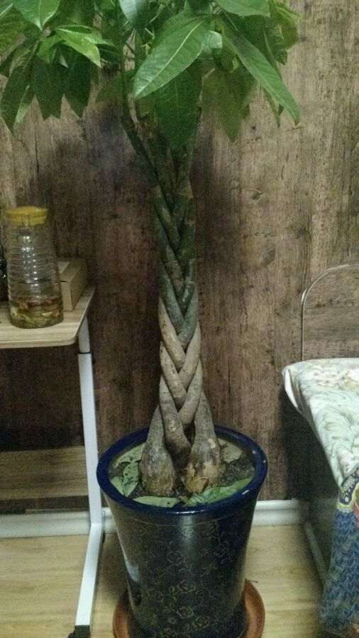 发财树土里有黑色的虫子