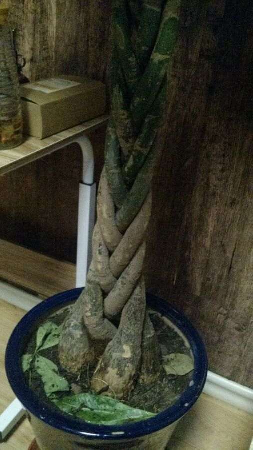 发财树土里有黑色的虫子