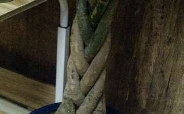 发财树土里有黑色的虫子 怎么办 图片