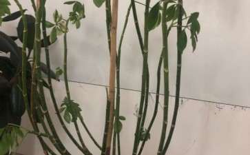 发财树枝怎么这么细 什么原因 图片