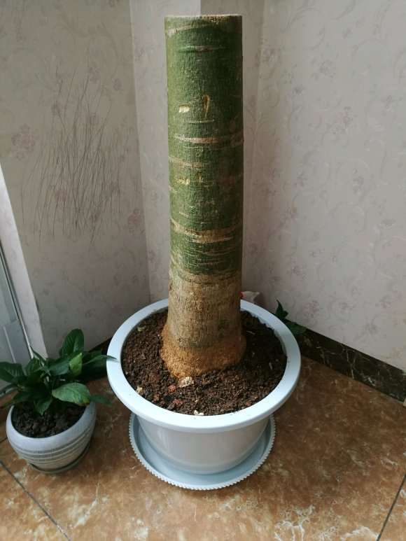 发财树下山桩盆底好通风