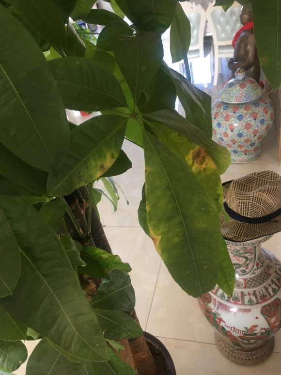 发财树黄叶用硫酸链霉素