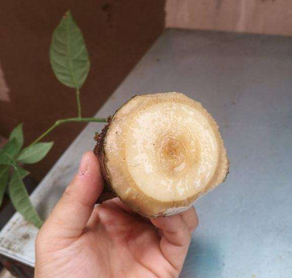 发财树烂了 是水插 还是土插合适